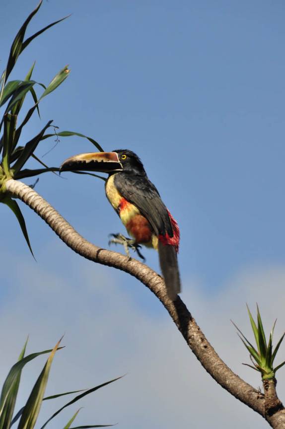 Muitos tipos de pássaros nos jardins de hotel na região da Laguna de Arenal, na Costa Rica